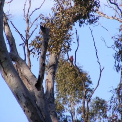 Eolophus roseicapilla (Galah) at O'Malley, ACT - 4 Sep 2020 by MichaelMulvaney