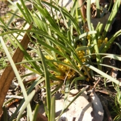 Lomandra bracteata (Small Matrush) at Red Hill, ACT - 4 Sep 2020 by MichaelMulvaney