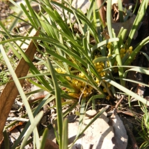 Lomandra bracteata at Red Hill, ACT - 4 Sep 2020 08:27 AM