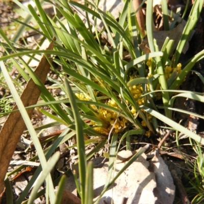 Lomandra bracteata (Small Matrush) at Red Hill, ACT - 4 Sep 2020 by MichaelMulvaney