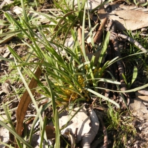 Lomandra bracteata at Red Hill, ACT - 4 Sep 2020 08:27 AM