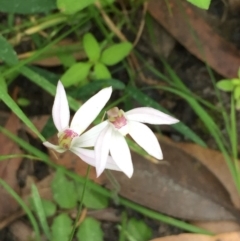 Caladenia carnea (Pink fingers) at Woodburn, NSW - 4 Sep 2020 by Evelynm