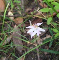 Caladenia carnea at Woodburn, NSW - suppressed