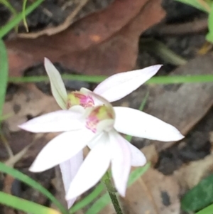 Caladenia carnea at Woodburn, NSW - suppressed