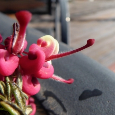 Grevillea lanigera (Woolly Grevillea) at Rugosa - 4 Sep 2020 by SenexRugosus