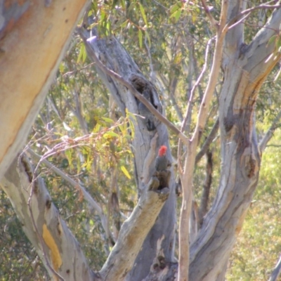 Callocephalon fimbriatum (Gang-gang Cockatoo) at Red Hill Nature Reserve - 3 Sep 2020 by MichaelMulvaney