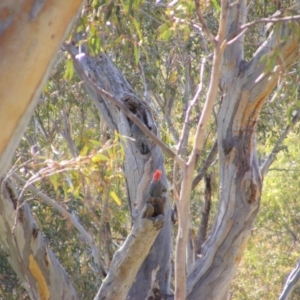 Callocephalon fimbriatum at Red Hill, ACT - suppressed