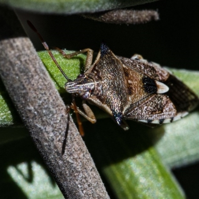 Oechalia schellenbergii (Spined Predatory Shield Bug) at QPRC LGA - 31 Aug 2020 by WHall