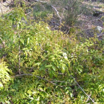 Pandorea pandorana (Wonga Wonga Vine) at Garran, ACT - 4 Sep 2020 by MichaelMulvaney