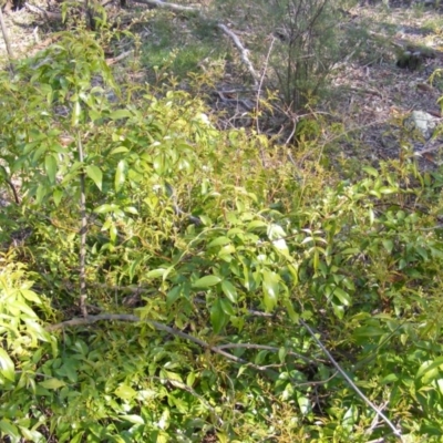 Pandorea pandorana (Wonga Wonga Vine) at Garran, ACT - 3 Sep 2020 by MichaelMulvaney