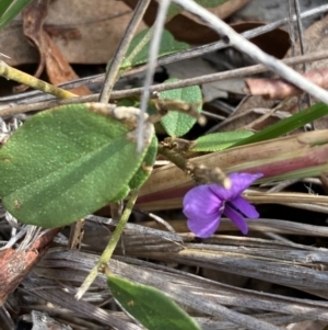Hovea heterophylla at Burra, NSW - 5 Sep 2020