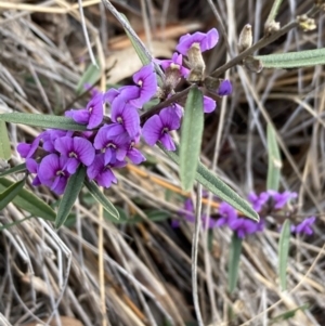 Hovea heterophylla at Burra, NSW - 5 Sep 2020