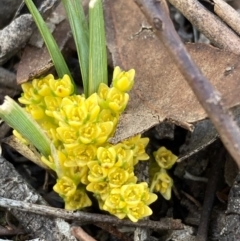 Lomandra bracteata (Small Matrush) at Burra, NSW - 5 Sep 2020 by Safarigirl