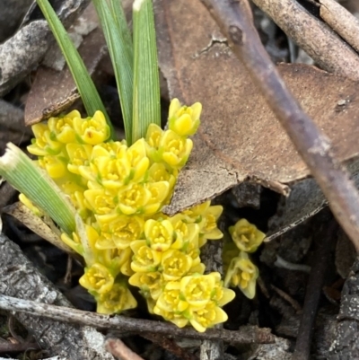 Lomandra bracteata (Small Matrush) at Burra, NSW - 4 Sep 2020 by Safarigirl