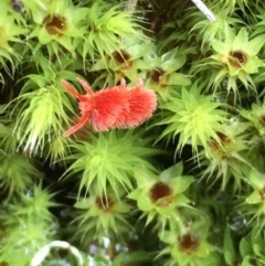 Trombidiidae (family) (Red velvet mite) at Black Mountain - 5 Sep 2020 by YellowButton