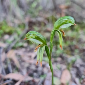 Bunochilus umbrinus (ACT) = Pterostylis umbrina (NSW) at suppressed - 5 Sep 2020