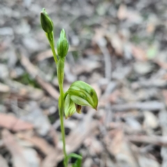 Bunochilus umbrinus (Broad-sepaled Leafy Greenhood) at Mount Jerrabomberra QP - 5 Sep 2020 by roachie