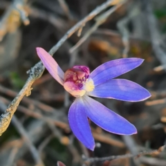 Cyanicula caerulea (Blue Fingers, Blue Fairies) at Jerrabomberra, NSW - 2 Sep 2020 by roachie