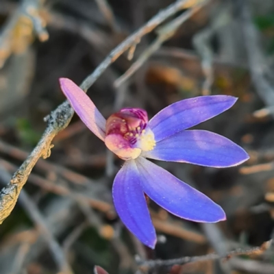 Cyanicula caerulea (Blue Fingers, Blue Fairies) at Mount Jerrabomberra - 1 Sep 2020 by roachie