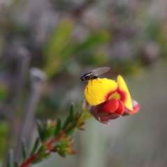 Lauxaniidae (family) (Unidentified lauxaniid fly) at O'Connor, ACT - 5 Sep 2020 by ConBoekel