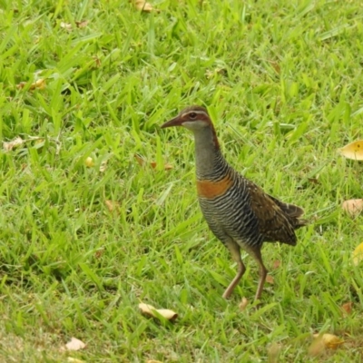 Gallirallus philippensis (Buff-banded Rail) at Tinbeerwah, QLD - 23 Dec 2019 by Liam.m