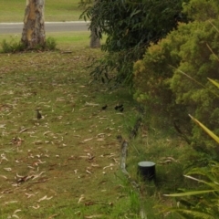 Gallirallus philippensis at Tinbeerwah, QLD - 24 Dec 2019 06:34 AM