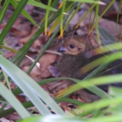 Alectura lathami (Australian Brush-turkey) at Tinbeerwah, QLD - 24 Dec 2019 by Liam.m