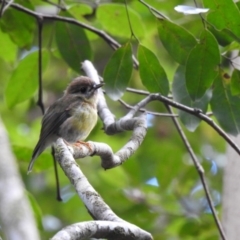 Eopsaltria capito (Pale-yellow Robin) at West Cooroy State Forest - 28 Dec 2019 by Liam.m