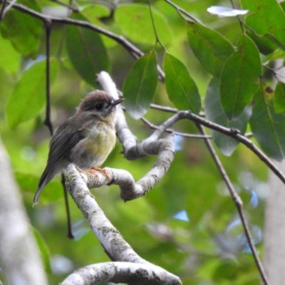 Eopsaltria capito (Pale-yellow Robin) at Ridgewood, QLD - 28 Dec 2019 by Liam.m