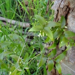 Asparagus asparagoides (Bridal Creeper, Florist's Smilax) at Albury - 5 Sep 2020 by ClaireSee