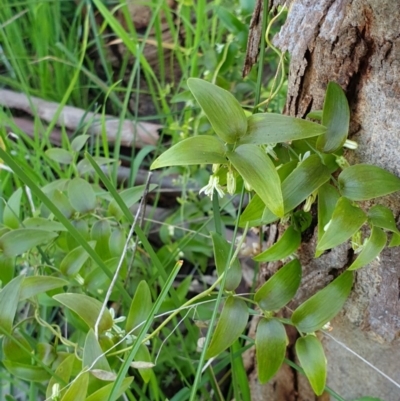 Asparagus asparagoides (Bridal Creeper, Florist's Smilax) at Monument Hill and Roper Street Corridor - 4 Sep 2020 by ClaireSee