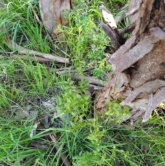 Asparagus asparagoides at Albury - 5 Sep 2020 06:44 AM