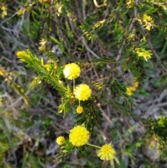 Acacia paradoxa (Kangaroo Thorn) at Monument Hill and Roper Street Corridor - 4 Sep 2020 by ClaireSee