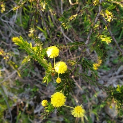 Acacia paradoxa (Kangaroo Thorn) at Monument Hill and Roper Street Corridor - 4 Sep 2020 by ClaireSee