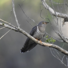 Cuculus optatus (Oriental Cuckoo) at Lake MacDonald, QLD - 17 Dec 2019 by Liam.m