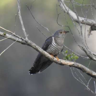 Cuculus optatus (Oriental Cuckoo) at Lake MacDonald, QLD - 18 Dec 2019 by Liam.m