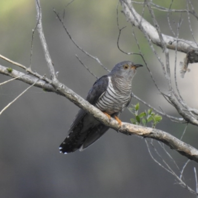 Cuculus optatus (Oriental Cuckoo) at Lake MacDonald, QLD - 18 Dec 2019 by Liam.m