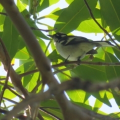 Carterornis leucotis (White-eared Monarch) at Noosa National Park - 18 Jul 2018 by Liam.m