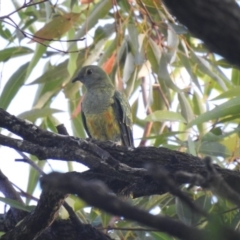Ptilinopus regina (Rose-crowned Fruit-Dove) at Noosa Heads, QLD - 19 Jul 2018 by Liam.m