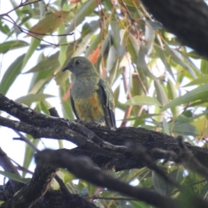 Ptilinopus regina at Noosa Heads, QLD - 19 Jul 2018