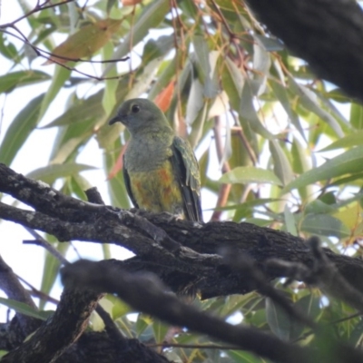 Ptilinopus regina (Rose-crowned Fruit-Dove) at Noosa Heads, QLD - 19 Jul 2018 by Liam.m