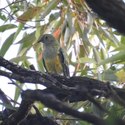 Ptilinopus regina (Rose-crowned Fruit-Dove) at Noosa National Park - 19 Jul 2018 by Liam.m