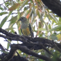 Ptilinopus regina (Rose-crowned Fruit-Dove) at Noosa Heads, QLD - 18 Jul 2018 by Liam.m