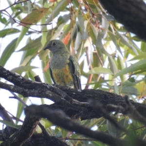 Ptilinopus regina (Rose-crowned Fruit-Dove) at Noosa Heads, QLD by Liam.m