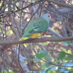 Ptilinopus regina at Noosa Heads, QLD - 19 Jul 2018