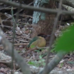 Pitta versicolor (Noisy Pitta) at Noosa Heads, QLD - 19 Jul 2018 by Liam.m