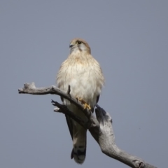 Falco cenchroides (Nankeen Kestrel) at O'Malley, ACT - 5 Sep 2020 by Mike