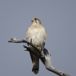 Falco cenchroides at O'Malley, ACT - 5 Sep 2020