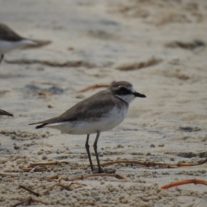 Anarhynchus mongolus at Noosa Heads, QLD - 30 Dec 2019