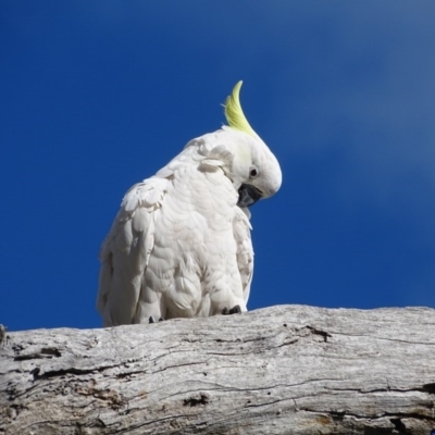 Cacatua galerita (Sulphur-crested Cockatoo) at Mount Mugga Mugga - 4 Sep 2020 by Mike